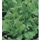 Rucola_Organic_biozaden