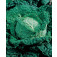 Groentezaden_savooiekool_Savoye_Vertus