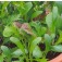 Salade_mixed_Spicy