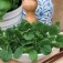 Tatsoi_Pak-choi