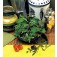 Rucola_mix_J00751