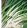Uien_Stengelui_Long_White_Ishikura