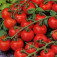 Tomaten_cherry_Red_Cherry