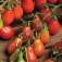 Tomaten_coctailtomaat_Pear Red