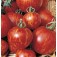 Tomaten_Tigerella_gestreept