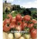 Tomaten_coctailtomaat_Pink_Thai_Egg