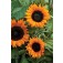 Helianthus_annuus_Copper_Queen