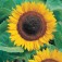 Helianthus_Taiyo