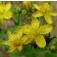 St.Janskruid_Hypericum_perforatum