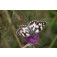 vlinder_vlinderbloemen_collectie