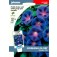 Ipomoea_purpurea_Grandpa_Otts