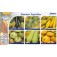 Courgettes_Collectie