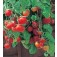 Tomaten_balkontomaat_Tumbling_Tom_Red