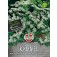 Karwij_Kümmel_aroma