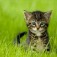 Kattengras