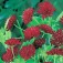 Knautia_Macedonica