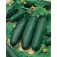 komkommer_marketmore_76_F715