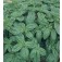 Basilicum_Sweet_Genovase_Organic