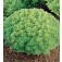 Basilicum_Minette