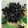 Basilicum_Red_Leaved