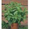 Mint_Groene Munt_Kruizemunt