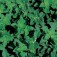 Wilde_Marjolein_Oregano_kruidenzaden