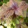 Perilla_Britton_Shiso_Japanse_Peterselie