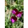 Lathyrus--Matucana