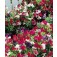 Lathyrus_bijou_Reukerwt