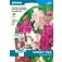 Lathyrus_everlasting_mix_vaste_siererwt