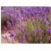 lavendel_officinalis