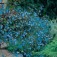 obelia_Blue_Cascade