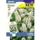 Lupinus_nanus_Snow_Pixie