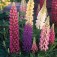 Lupine_Festival_Mix