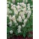 Lupinus_nanus_Snow_Pixie_j23279