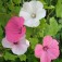 Malope_grandiflora_mix