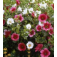 Malope_grandiflora_Mix