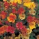 Mimulus_Extra_choice_Mix