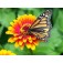 Monarch_zinnia