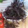 SLA_Mosterd_Red_Frills