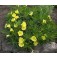 Oenothera_missouriensis_teunisbloem