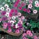 Osteospermum_daisy_mae