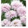 Papaver_bolpapaver_lilac_Pompom