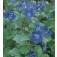 Bijenvoer_Phacelia_campanularia_Blue_Wonder