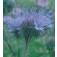 Phacelia_bijenvoer