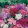 Phlox_drummondii_Brilliancy