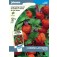 Lampionplant_Physalis_alkekengi
