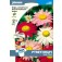 Perzische_Margriet _Margerite