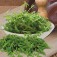 rucola_buzz