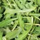 Slazaden_Rucola_Gourmet